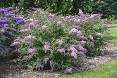 Pink Cascade Butterfly Bush - Buddleia - Gallon Pot