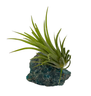 Magnetic Healing Apatite Gemstone + Live Air Plant Tillandsia