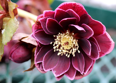 North Star™ Plum Helleborus - Shade Lover - Gallon Pot