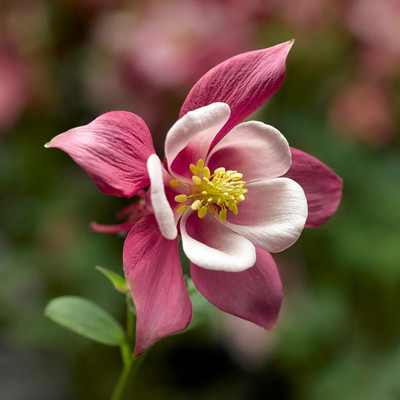 Kirigami™ Rose & Pink Columbine - Aquilegia - 2.5" Pot