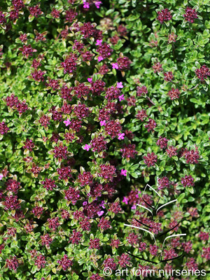 Major Red Thyme Plant - Great Groundcover - Perennial - Gallon Pot