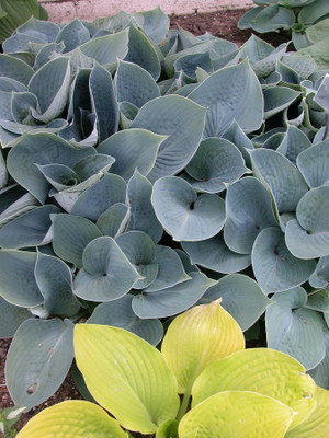 Hadspen Blue Hosta - Shade Perennial - Gallon Pot