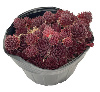 Coral Red Hens & Chicks - Sempervivum - Perennial - Gallon Pot