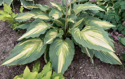 Shadowland™ Love Story Hosta - Shade Lover - Gallon Pot - Proven Winners