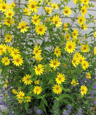 Lemon Queen Sunflower - Helianthus - Gallon Pot