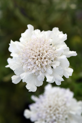 Flutter™ Pure White Scabiosa - Long Blooming - Quart Pot