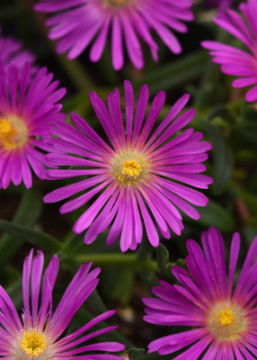 Ocean Sunset™ Violet Ice Plant - Perennial - Delosperma - Quart Pot