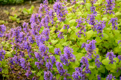 Chartreuse on the Loose Catmint Perennial - Nepeta - Quart Pot