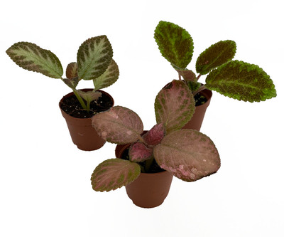 Flame Violet Variety Pack - Episcia - Easy to Grow - 3 Plants in 2" Pots