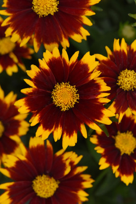 Up Tick™ Red Coreopsis - Tickseed - Perennial - Live Plant - Quart Pot