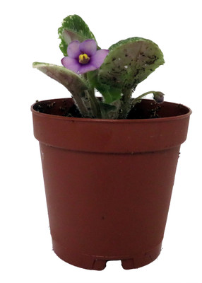 Miniature African Violet - 2" Pot - Great for Terrariums