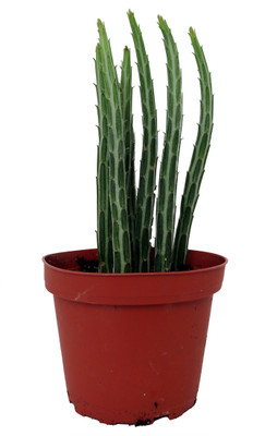 Pickle Plant - Candy Stick - Senecio stapelioformis - 4" Pot -Collector's Series