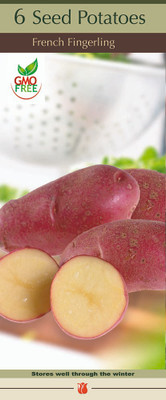 French Fingerling Potato 6 Tubers - Heirloom
