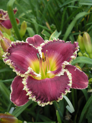 Bettylen Daylily - Hemerocallis - Rebloomer - Quart Pot
