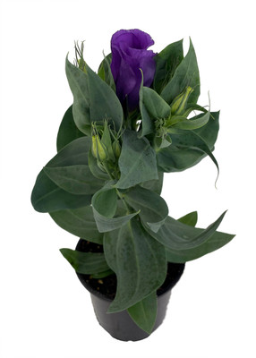 Purple Eustoma Lisianthus - 4" Pot - Rose-like Blooms - Live Plant