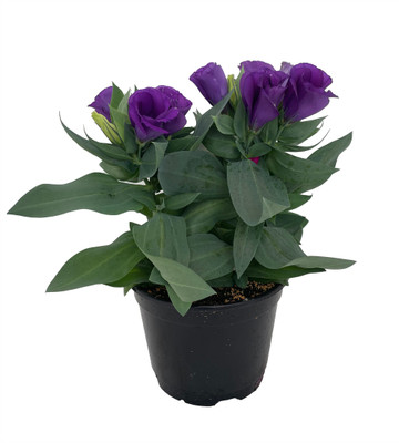 Purple Eustoma Lisianthus - 6" Pot - Rose-like Blooms - Live Plant
