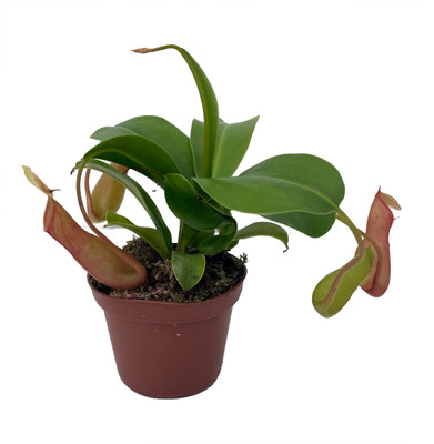 Asian Pitcher Plant - Nepenthes - Carnivorous - 3" Pot