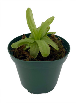 Carnivorous Butterwort Plant - Pinguicula primuliflora - 3" Pot