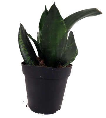 Whitney Snake Plant - Sansevieria - Impossible to kill! - 4" Pot