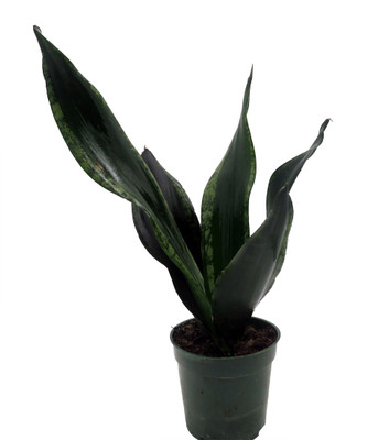 Whitney Snake Plant - Sansevieria - Impossible to kill! - 4" Pot