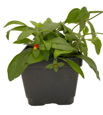 Candy Corn Vine Plant - Cuphea manettia luteorubra - 4.5" Pot