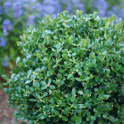 Hirt's-Gardens Products - Hirt's Gardens