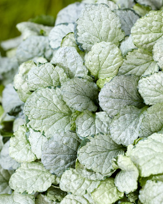 Princess Elsa Bugleweed - Ajuga - New! - Quart Pot