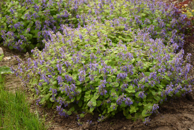 Chartreuse on the Loose Catmint Perennial - Nepeta - Gallon Pot