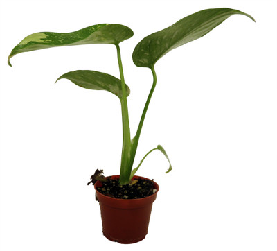 Rare Thai Constellation Philodendron - 2" Pot - Collector's Series