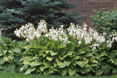 Royal Standard Hosta - Fragrant Blooms - Quart Pot