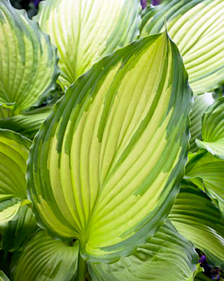 Dancing Darling Hosta - Golden Yellow Leaves - Quart Pot
