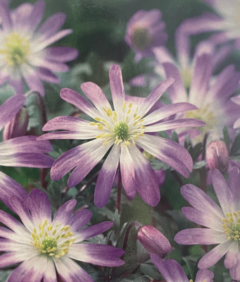 Charmer Anemone Windflower - 12 Bulbs - 5/+ cm Bulbs