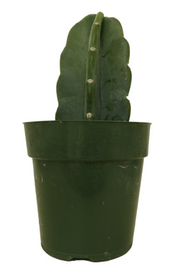 Cuddly Cactus - Cereus Jamacaru - 6" Pot Cuddly Cactus - Cereus Jamacaru - 6" Pot