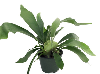Netherland Staghorn Fern - Platycerium - 6" Pot