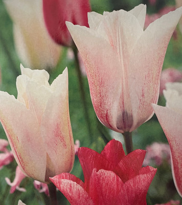 Karate Triumph Tulip 5 Bulbs - 12/+cm Bulbs - New