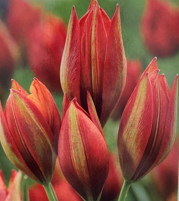 Mara Specie Tulip 10 Bulbs - Heirloom Perennial - 6/+cm Bulbs
