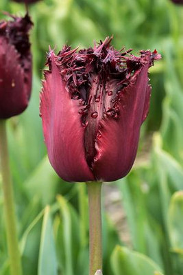 Labrador Fringed Tulip 5 Bulbs - 12/+ cm Bulbs