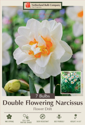 Flowerdrift Double Narcissus/Daffodil 7 Bulbs - 14/16 cm Bulbs