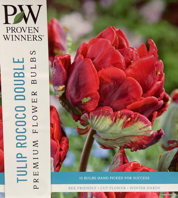 Rococo Double Parrot Tulip 8 Bulbs - 12/+ cm Bulbs - New