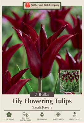 Sarah Raven Lily Flowering Tulip 7 Bulbs - 11/+ cm Bulbs