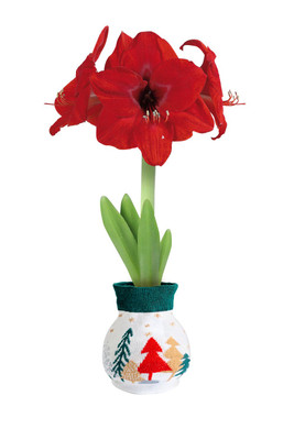Holiday Trees Sweater Wax Amaryllis Bulb - Blooms Without Soil/Water Holiday Trees Sweater Wax Amaryllis Bulb - Blooms Without Soil/Water