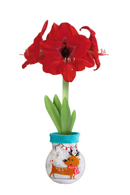 Rudolph Sweater Wax Amaryllis Bulb - Blooms Without Soil/Water