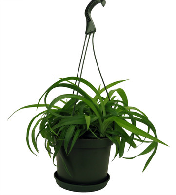 Green Bonnie Curly Spider Plant  Cleans the Air - 6" Hanging Basket