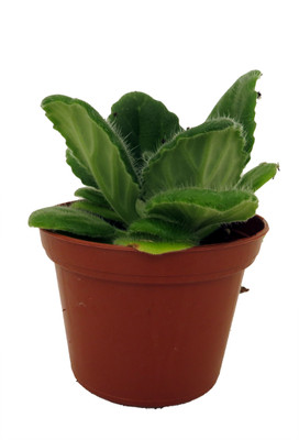 Crossroads Asian Violet - 2.5" Pot - Collector's Series