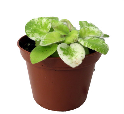 Dark Kiss Miniature African Violet - 2" Pot - Violet Collector's Series