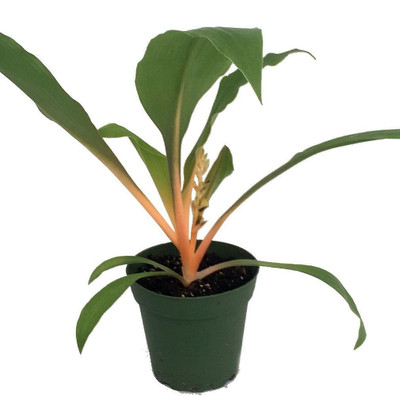 Orange Mandarin Spider Plant - Chlorophytum - Live Plant - 4" Pot