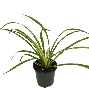Hawaiian Spider Plant- Cleans the Air - 4" Pot