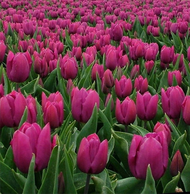 Purple Prince Tulip 16 Bulbs - 12/+cm Bulbs - Value Size