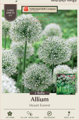 Mount Everest Allium - 2 Bulbs - Persian Onion - 18/+ cm Bulbs