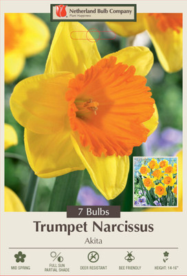 Akita Trumpet Narcissus/Daffodil - 7 Bulbs - 14/16 cm Bulbs